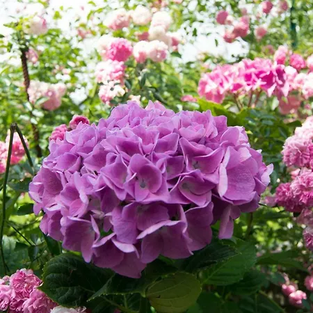 Giardino Delle Ortensie *